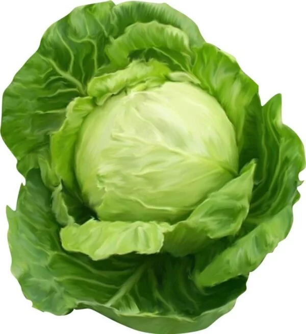 Cabbage